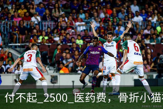 付不起 2500 医药费，骨折小猫被丢在地铁站口，3小时后一瘸一拐自己回到医院，猫：我还想活！